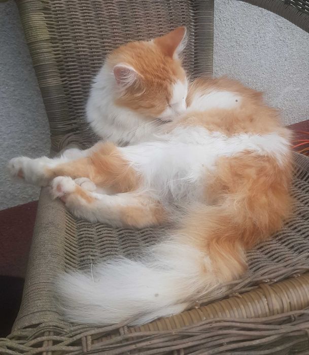 Karolek kocurek do adopcji