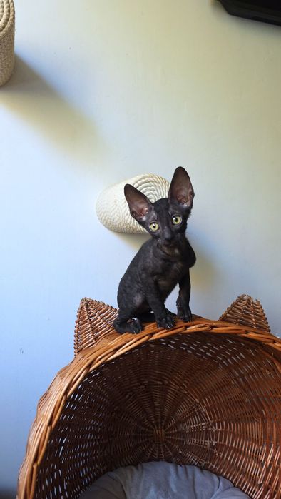 Кошеня Корніш рекс хлопчик