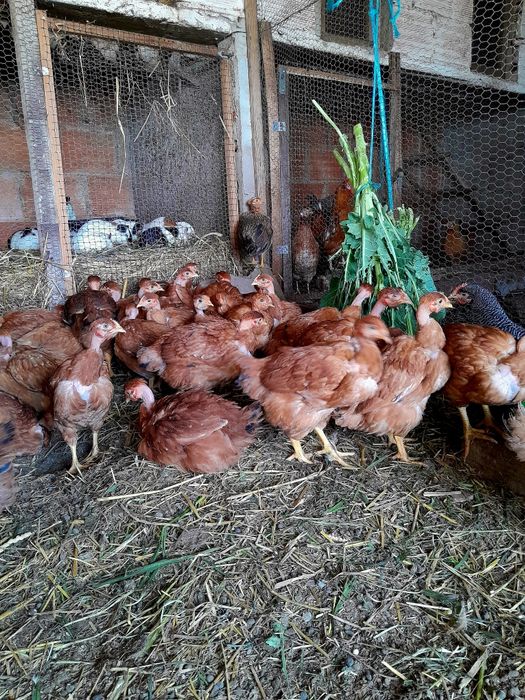 Frangas de poedeiras vermelhas