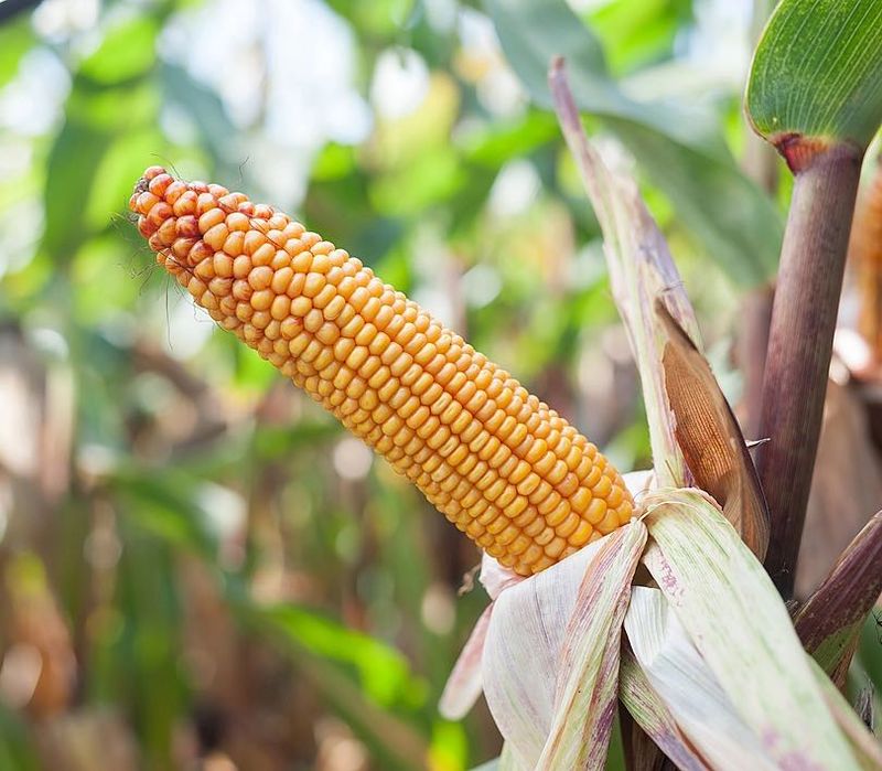 Kukurydza SKARB FAO 220 Z/K C/1 50 tyś nasion