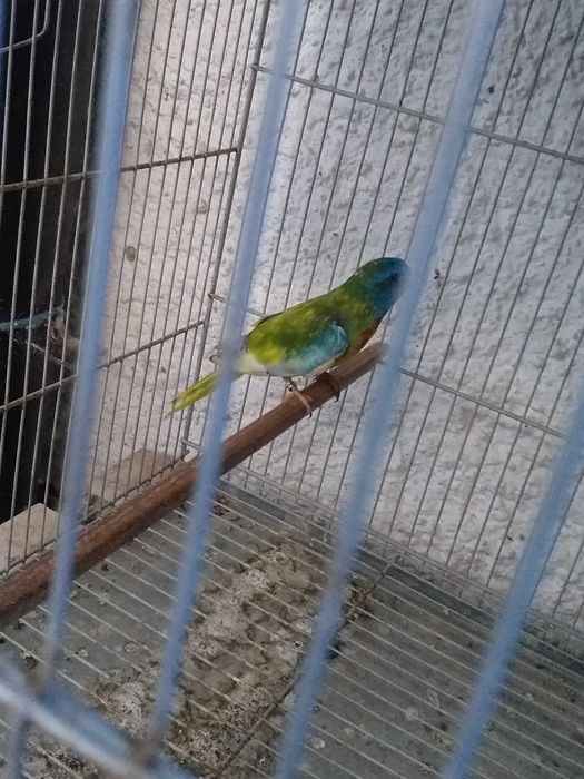 Esplêndidos ( neophema splendida )