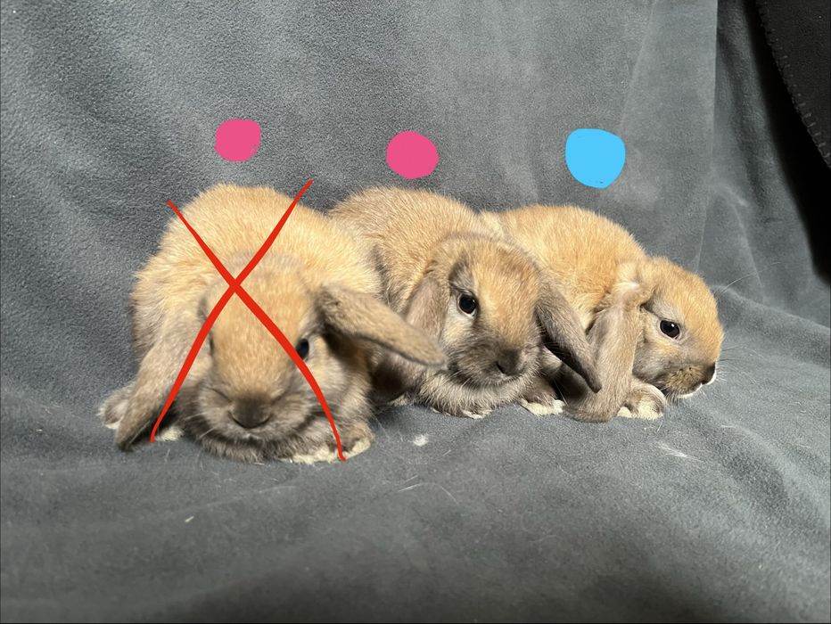 Króliki baranki miniaturowe mini lop