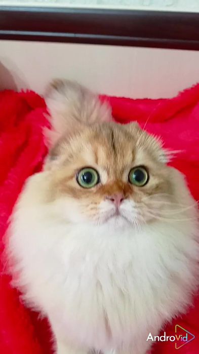 Неймовірний красунчик золота шиншила шотландський висловухий