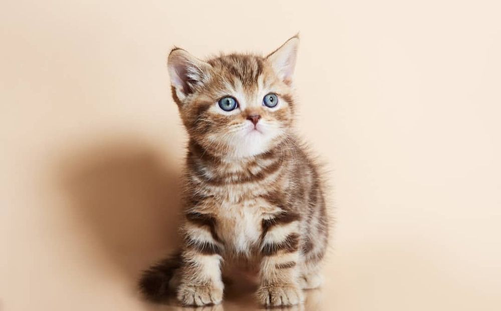 Маленькі сонячні пухнастики