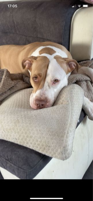 Amstaff (American Staffordshire Terrier) do adopcji.