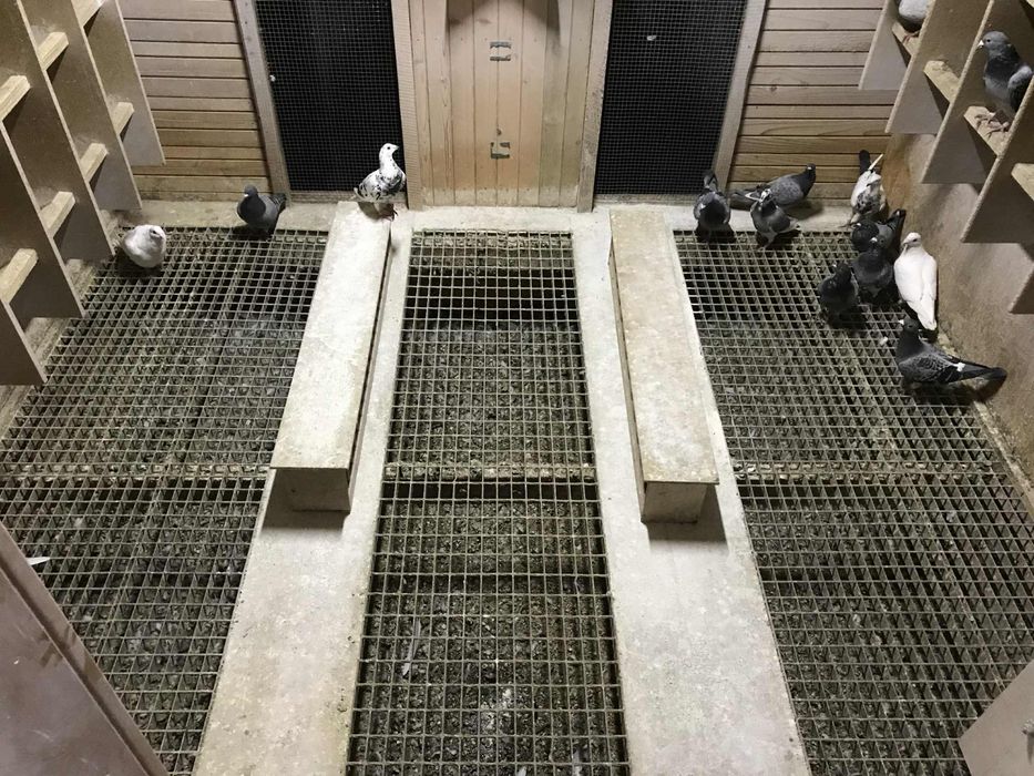 Pilnie sprzedam Gołębnik !!