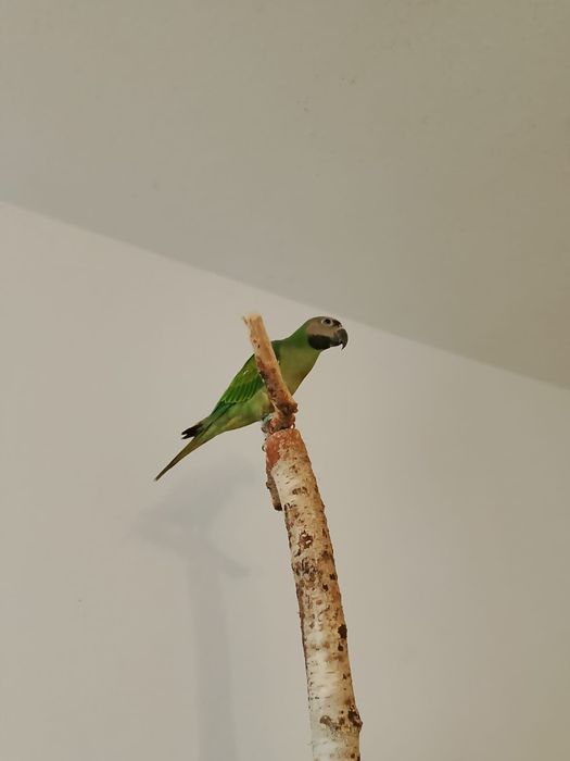 Aleksadretta rozowopiersna