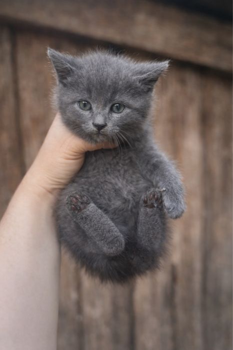Кошенята в добрі руки