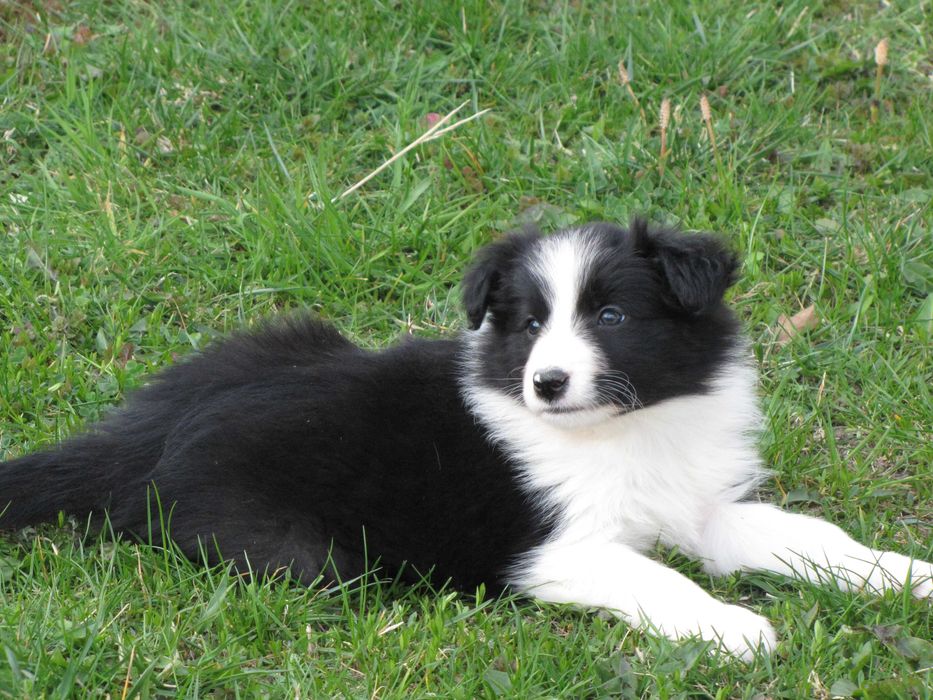 Szczeniak Border Collie