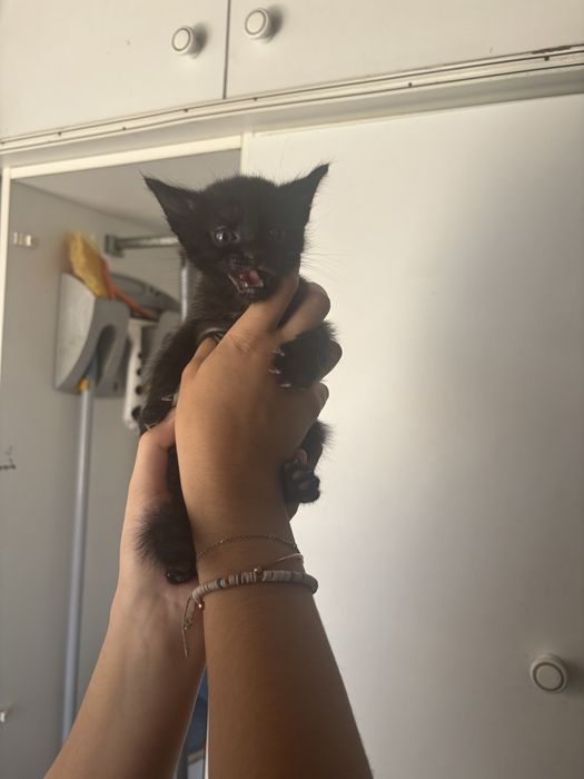 Gatinhos bebes adoção