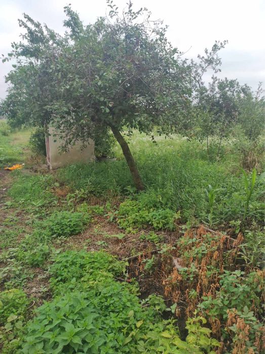 Продається будинок село Горішні Шерівці