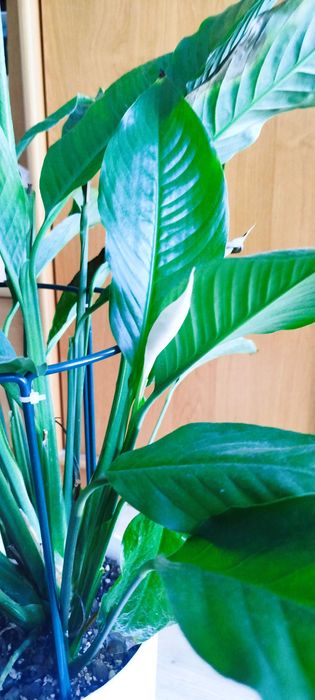 Skrzydłokwiat kwitnący na biało