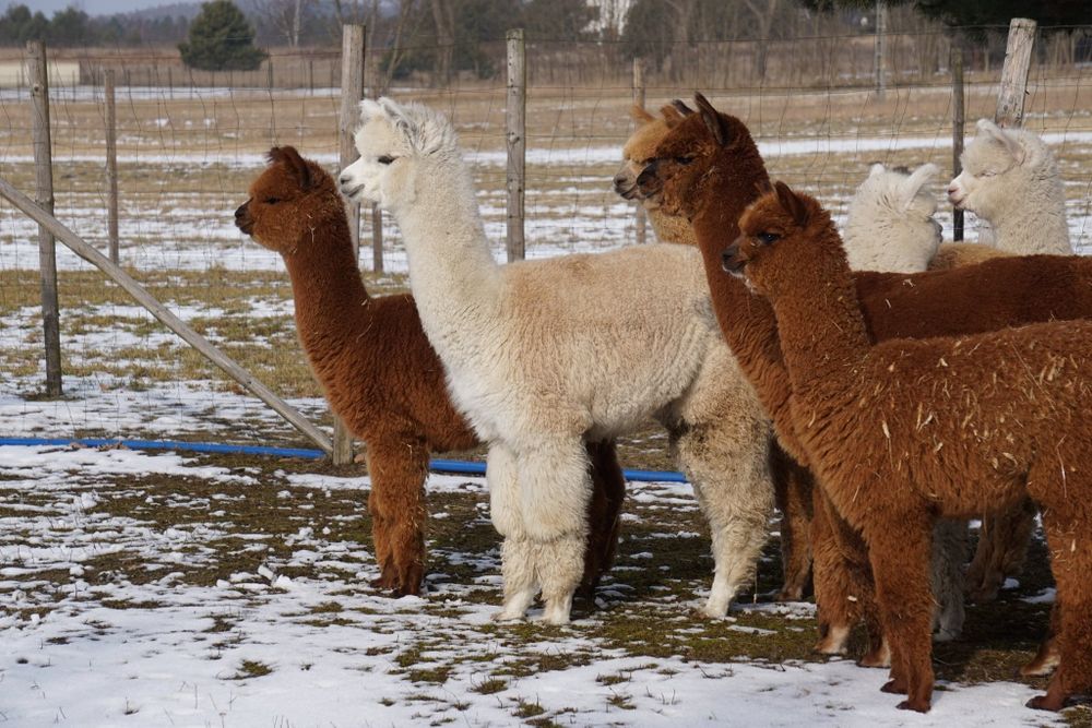Alpaki młode samce Hodowla Monalpi alpaka farm