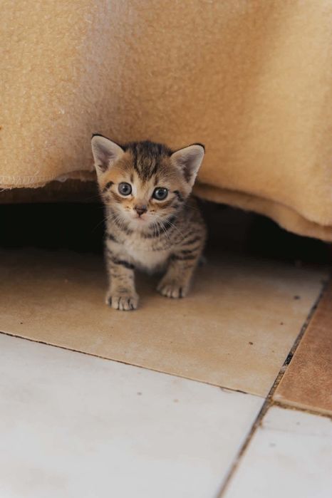 Kociątka do adopcji