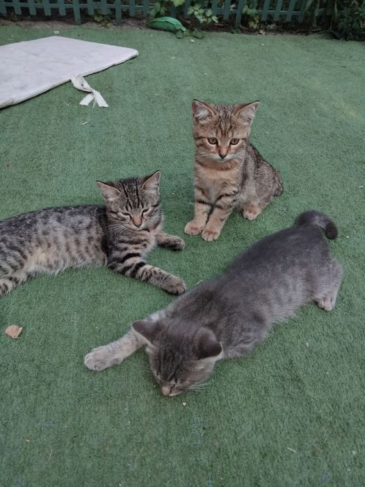 Кошенята в добрі руки