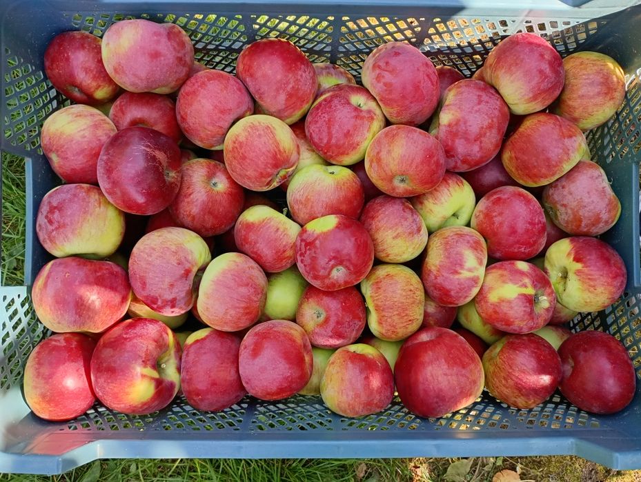 Sprzedam jabłka odmiany Szampion, Jonagored, Prince, Idared, Golden