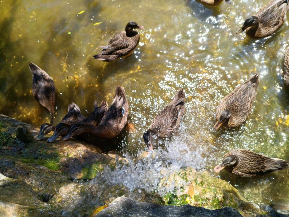 PATOS diversos nascidos e criados em liberdade