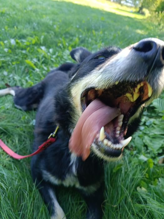 niebieskooki Drej szuka domu!