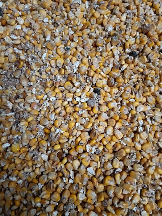 Pellet, kukurydza opał zamiast węgiel i ekogroszek