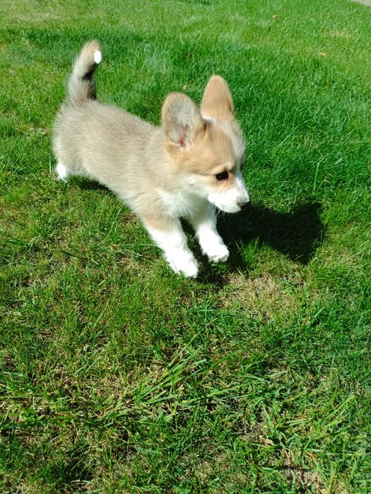 Suczka Welsh Corgi PEMBROKE - Kreda