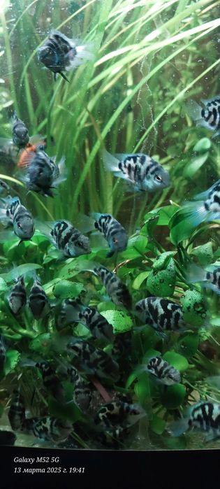Різні акваріумі рыбки