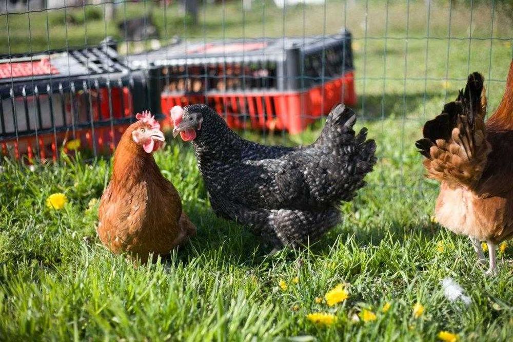 Kury kokoszki nioski rasy Rosa kolorowa dostawa GRATIS