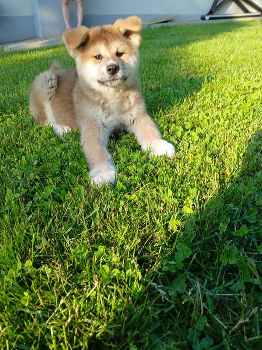 Akita inu i pregowane szczeniaki