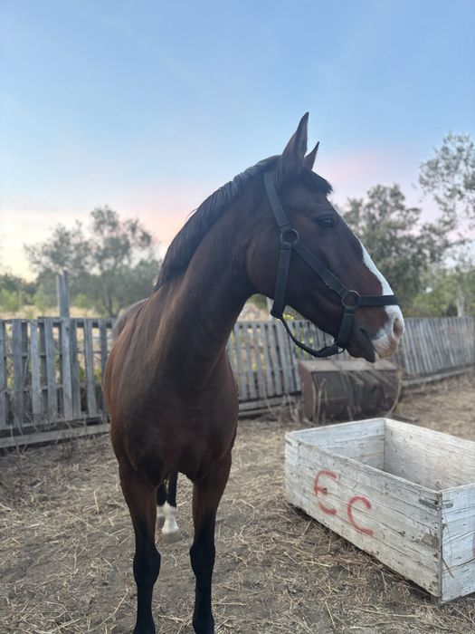 Egua castanha cruzada com lusitano