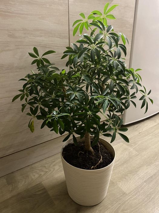 Кімнатна рослина Шефлера