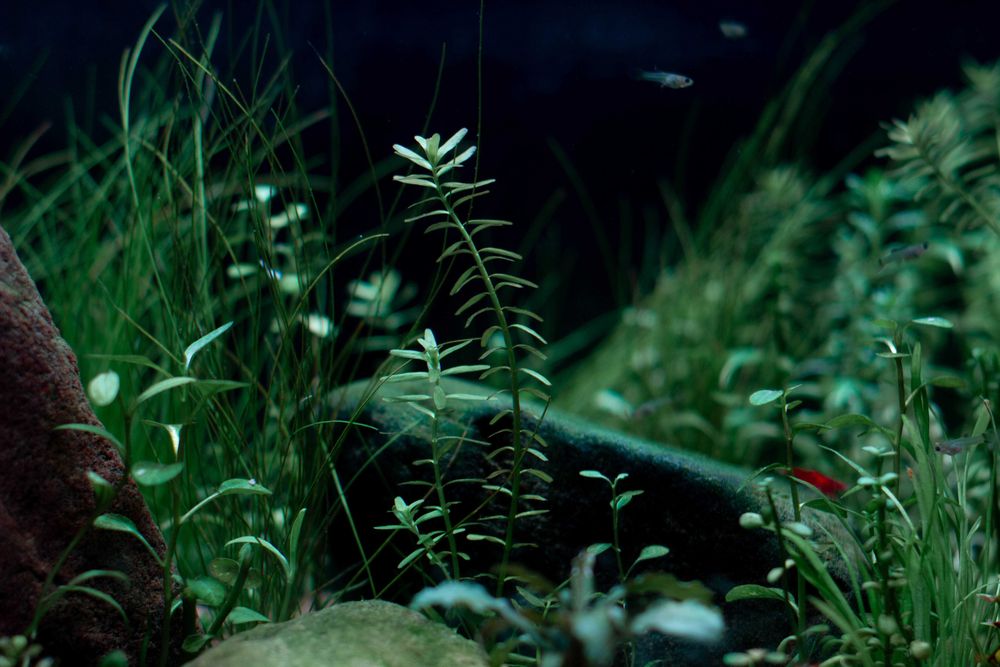 Rotala rotundifolia – łatwa roślina akwariowa