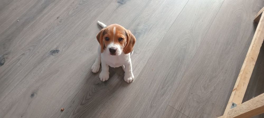 Дівчинка бігль  два місяці