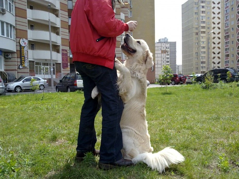 От 120) Зоогостиница/готель/передержка/перетримка для собак (животных)