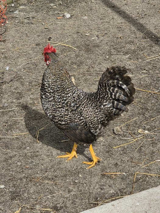 Vendo garnizos pedrez, de grande porte.