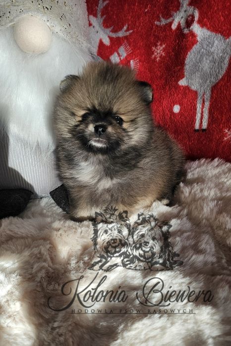 Szpic Miniaturowy/ Pomeranian sunia PASZPORT!!