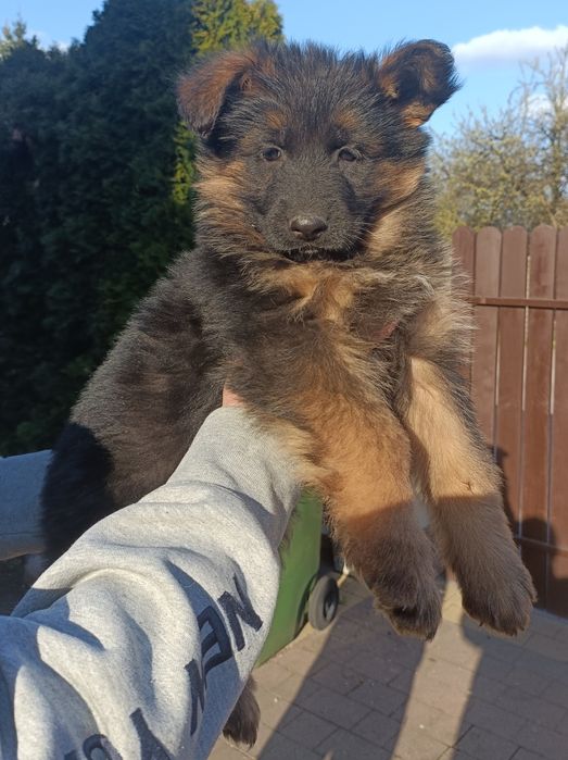 Owczarek niemiecki długowłosy