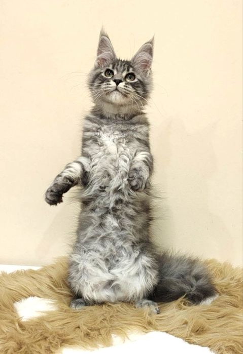 Котенок маленькая прелесть в серебряной шубке !