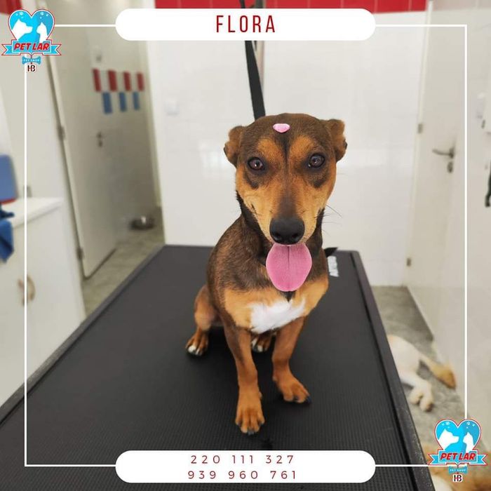 Cadelinha Flora para adoção Responsável