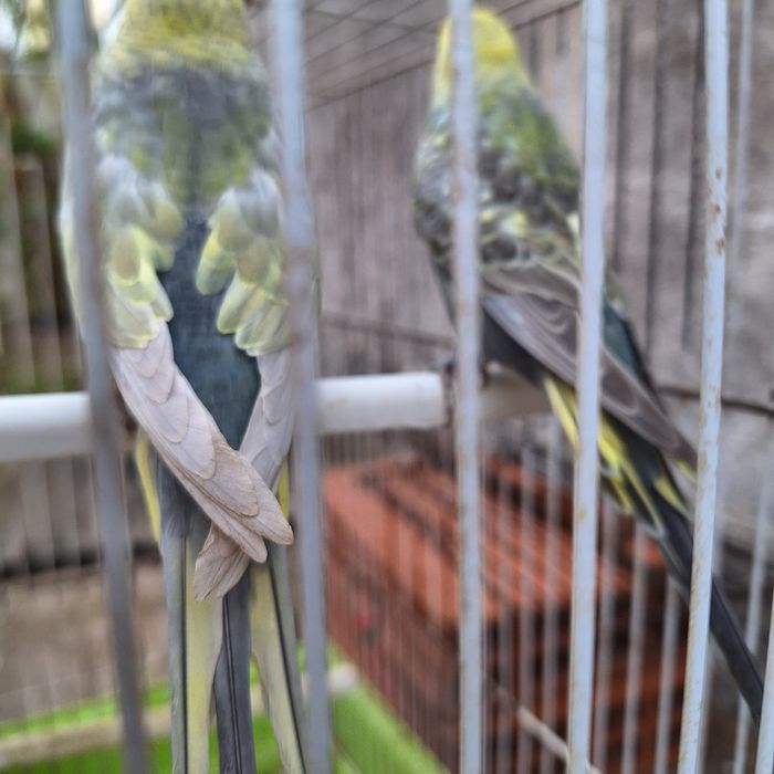 Piriquitos Arco-iris