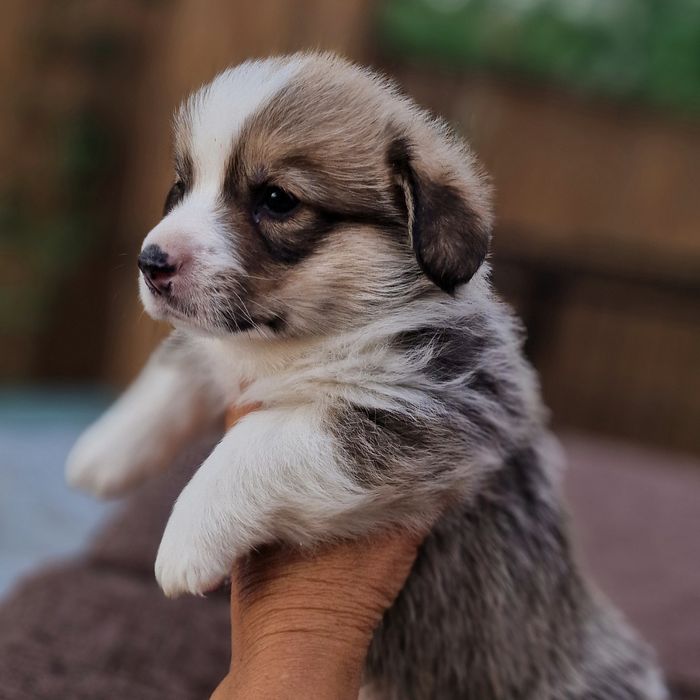 Вельш Корги Пемброк