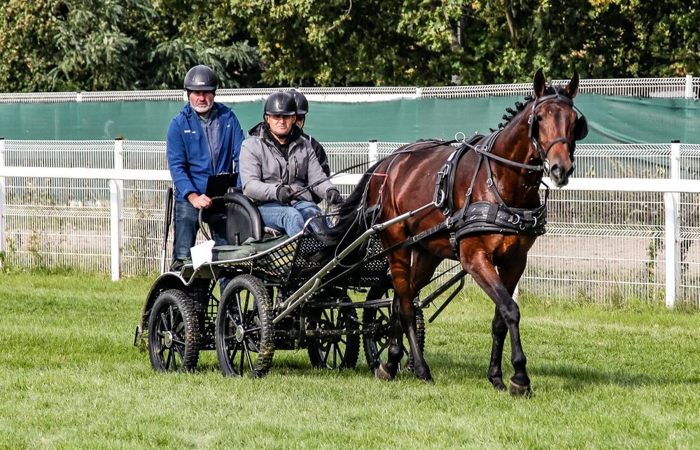Ogier małopolski - licencja do krycia klaczy programowych