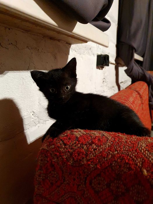Кошення. Чорне кошення в хороші руки