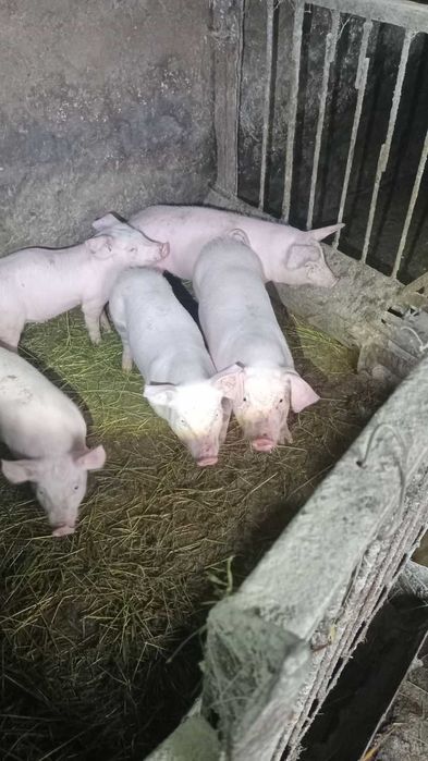 Продам поросят 18-20 кг