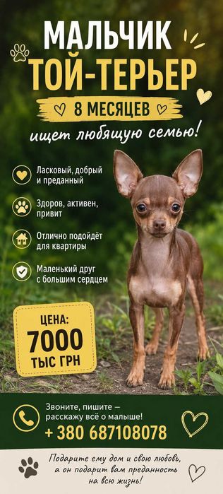 Той-терьер миник