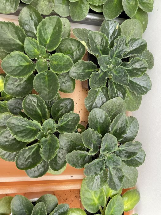 Гарнющі фіалки