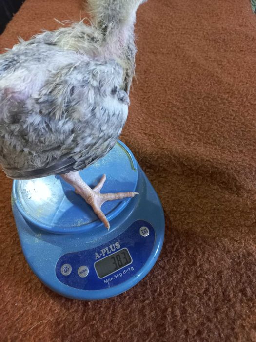 Редбро Голошийка Мастер Грей