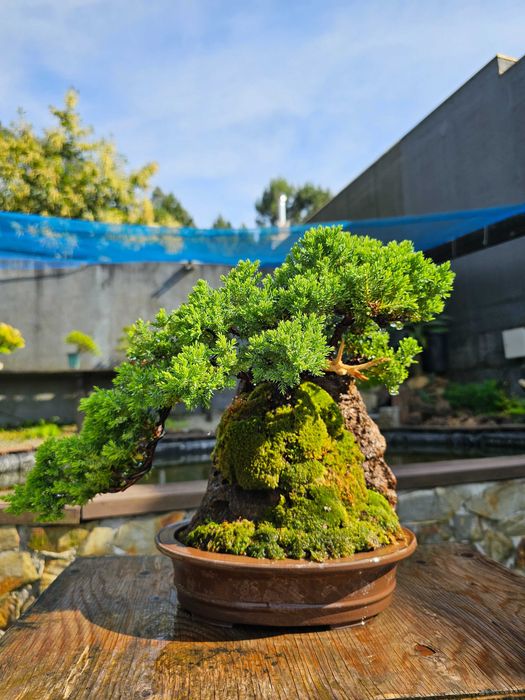 Bonsai juniperus procumbens