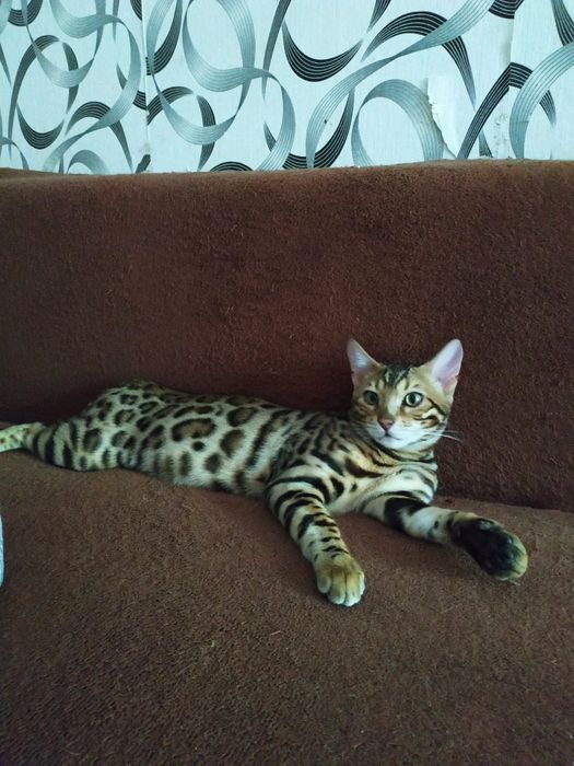 Бенгальский мальчик супер розетка