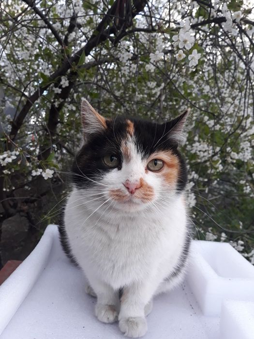 Ласковая трехцветная кошка