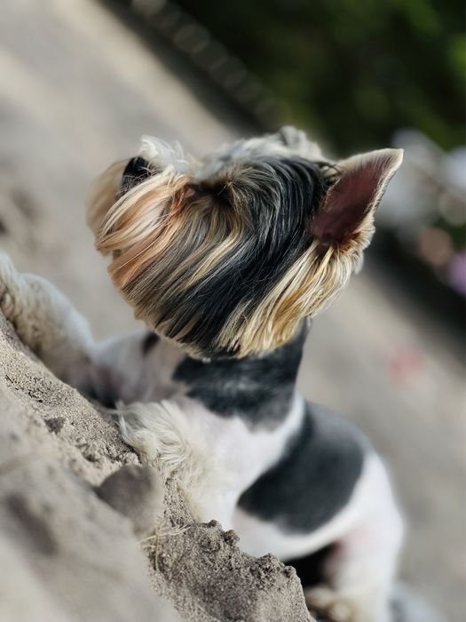 Флокі - хлопчик бівер шукає собі подружку)