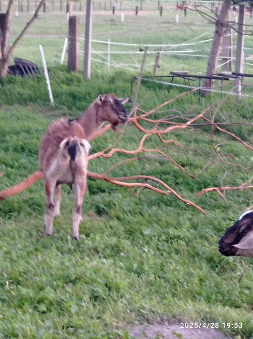 Koza anglonubijska 75% AN kotna, w ciąży